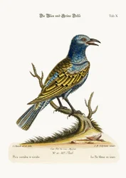 Die blaue und grüne Dohle, 1749-73